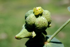 Euphorbia daghestanica