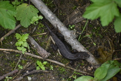 Stenocercus ornatissimus