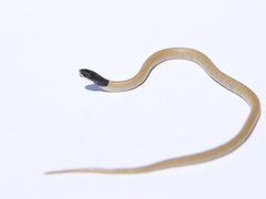 Rhynchocalamus melanocephalus