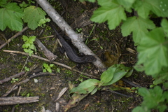 Stenocercus ornatissimus