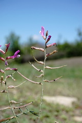 Astragalus haesitabundus