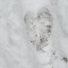 Cervus canadensis canadensis