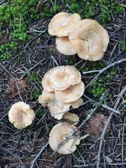 Clitocybe albirhiza