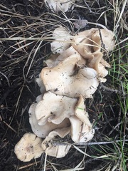 Clitocybe albirhiza