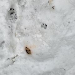 Cervus canadensis canadensis