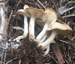Clitocybe albirhiza