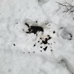 Cervus canadensis canadensis