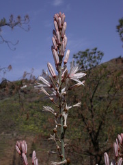 Asphodelus ramosus subsp. distalis image