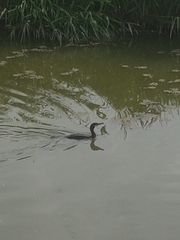 Phalacrocorax