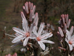 Asphodelus ramosus subsp. distalis image