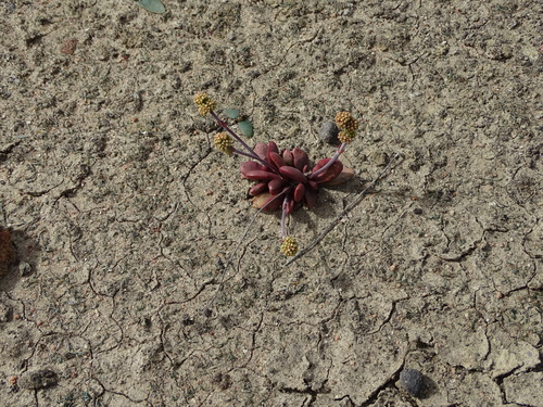 Crassula clavata