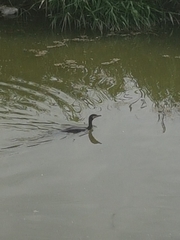 Phalacrocorax
