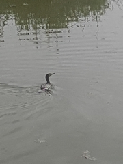 Phalacrocorax