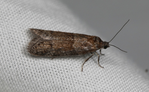 Tortricodes alternella