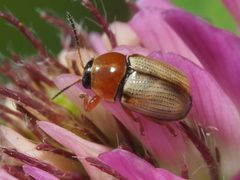 Cryptocephalus fulvus