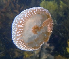 Phyllorhiza punctata