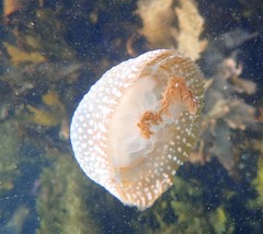 Phyllorhiza punctata