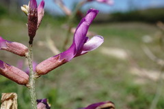 Astragalus haesitabundus