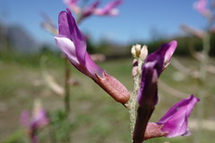 Astragalus haesitabundus