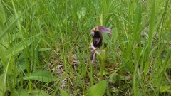 Ophrys bertolonii