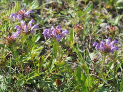 Prunella grandiflora