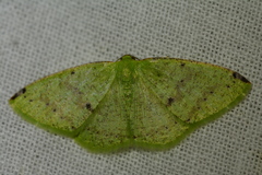 Periclina