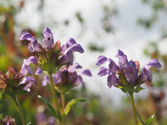 Prunella grandiflora