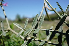 Astragalus haesitabundus