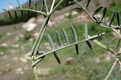 Astragalus haesitabundus