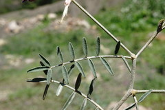 Astragalus haesitabundus
