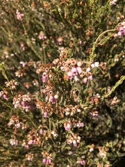 Erica verecunda