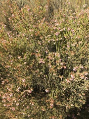 Erica verecunda