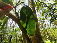 Calophyllum tacamahaca