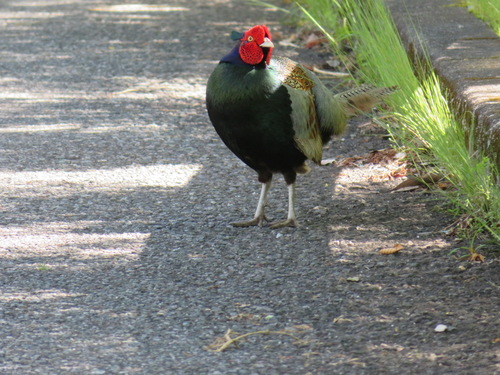 Groene fazant (Phasianus versicolor)