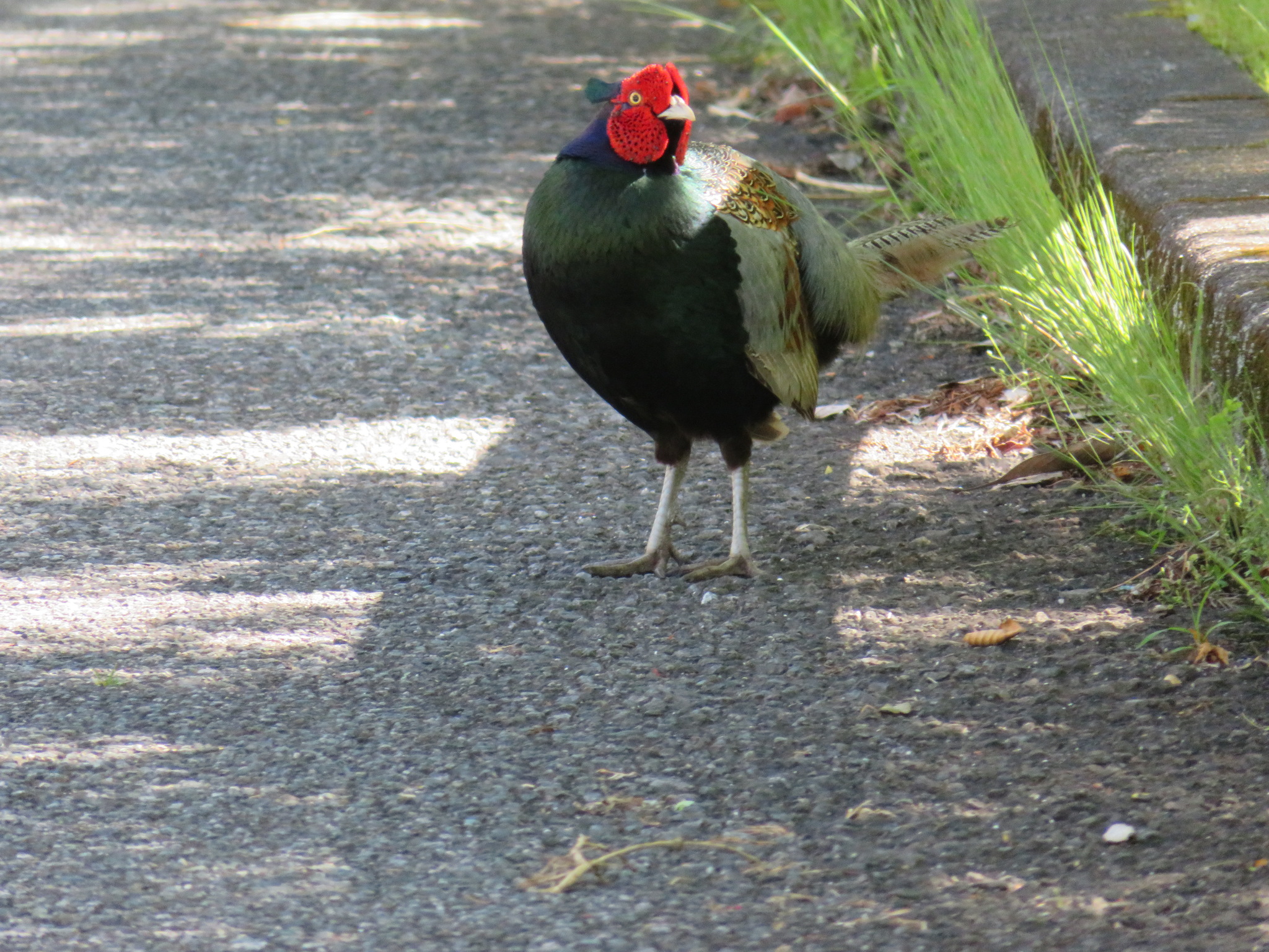 Green Pheasant (Phasianus versicolor)