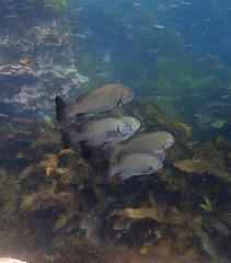 Girella elevata
