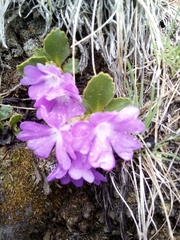 Primula hirsuta
