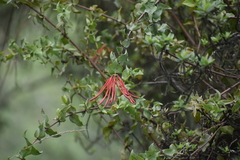 Tristerix peruvianus