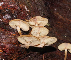Armillaria novae-zelandiae