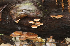 Armillaria novae-zelandiae