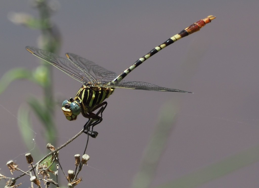 Ringed Forceptail