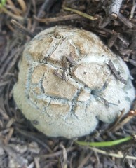 Hygrophorus caeruleus