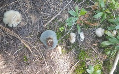 Hygrophorus caeruleus