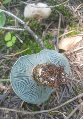 Hygrophorus caeruleus