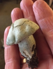 Hygrophorus caeruleus