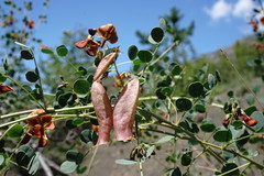 Colutea orientalis