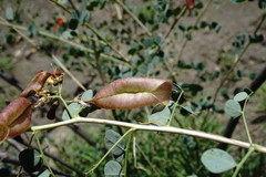 Colutea orientalis