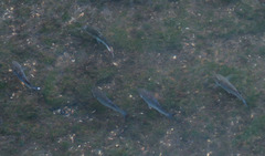 Actinopterygii