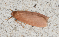 Scoliacma pactolias