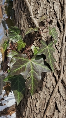 Hedera helix